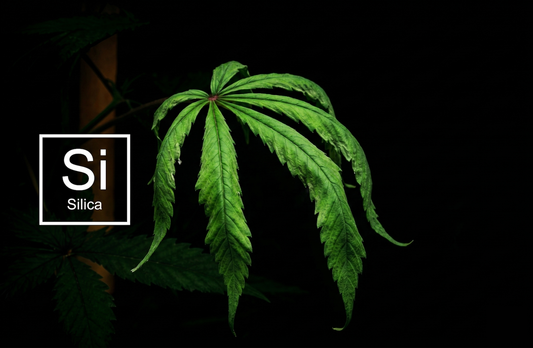 Bioavailable Silica: Building a Better Plant Armor