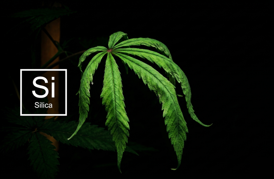 Bioavailable Silica: Building a Better Plant Armor