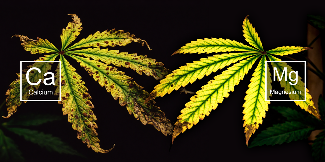 CalMag deficiencies shown in plants at the Organitek Ranch