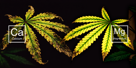 CalMag deficiencies shown in plants at the Organitek Ranch