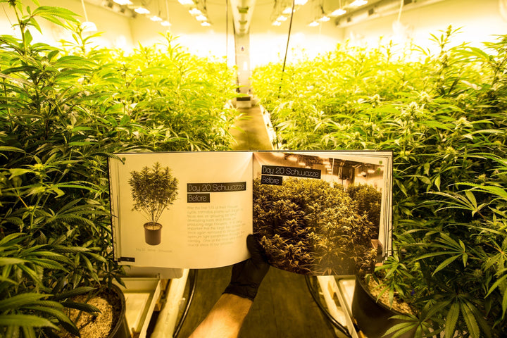 Three A Light™: Maximize Yield with Schwazze Defoliation