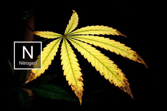 Visual guide to leaf chlorosis and Nitrogen deficiency