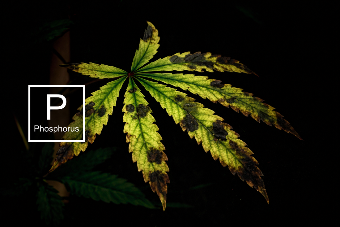 The Definitive Guide to Phosphorus Deficiencies