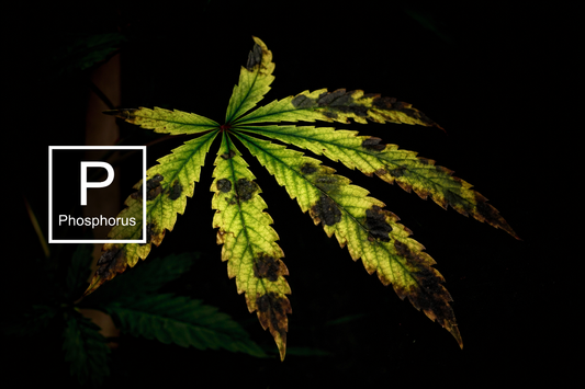 The Definitive Guide to Phosphorus Deficiencies