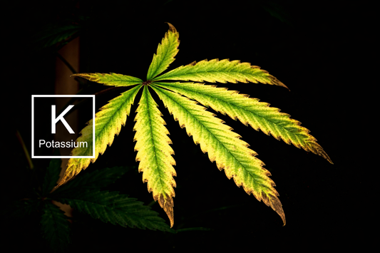 Diagnostic of Potassium (K) deficiency in a cannabis leaf. Shows characteristic chlorosis and necrotic 'burnt' margins (edges) while the inner leaf remains green.