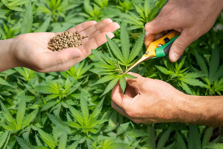 Clones Vs. Seeds — Which is Better for Cannabis Cultivation?