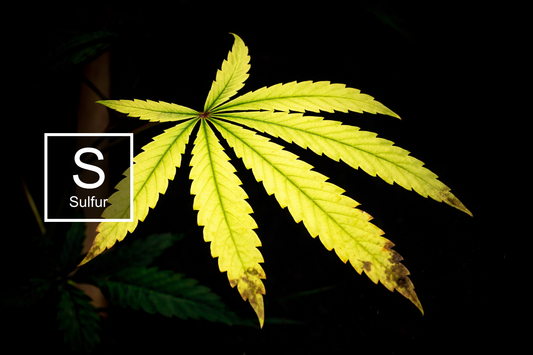 Success Nutrients Masterclass guide to diagnosing sulfur deficiency and maximizing plant terpene production