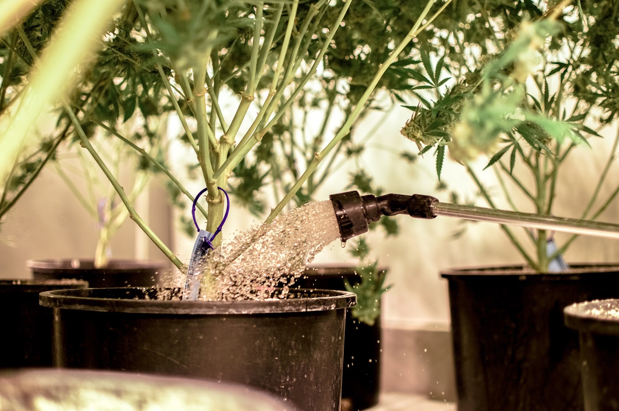 The Success Nutrients program pairs perfectly with the Three A Light system to ensure successful harvests and healthy plants