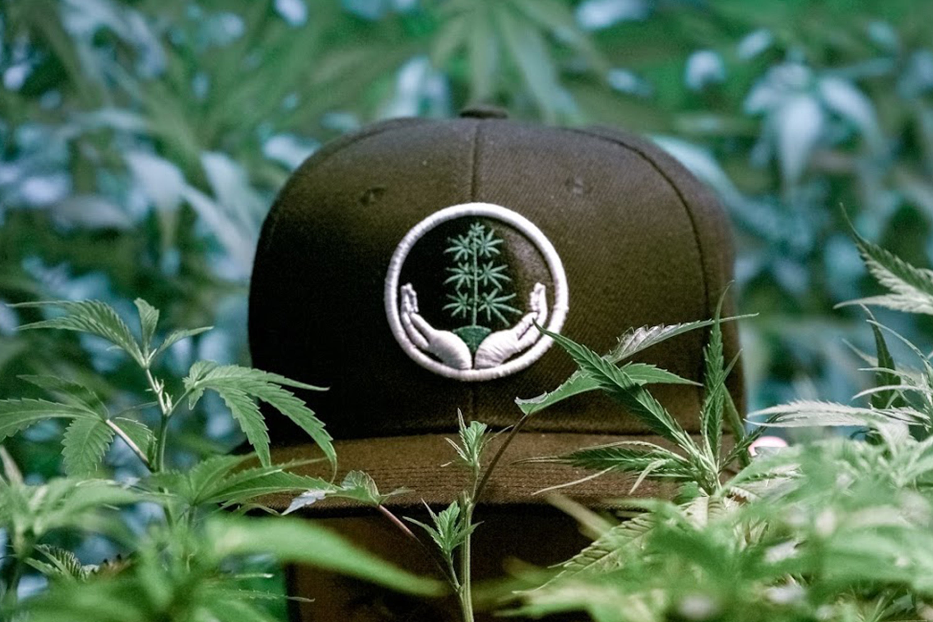 Success Nutrients emerged from the Three a Light method and now stands as a tried and true solution for commercial and home growers alike. 