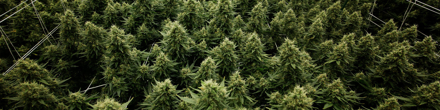 Professional Cannabis Cultivation