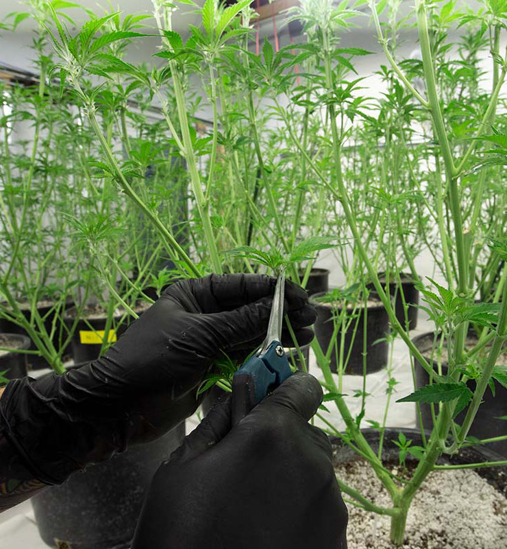 A picture of a plant during the schwazze process. 