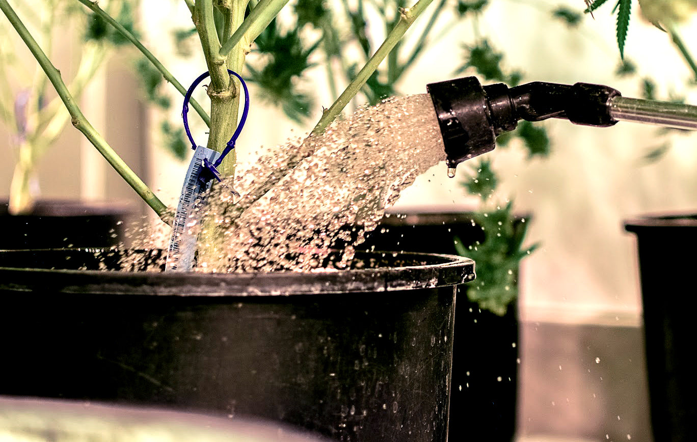 Learn how to use the Success Nutrients program with the Three a Light book or free university available online